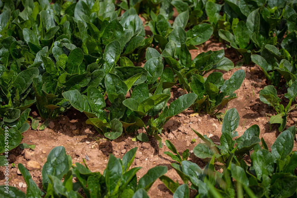 Huerta llena de espinacas Huerta llena de espinacas