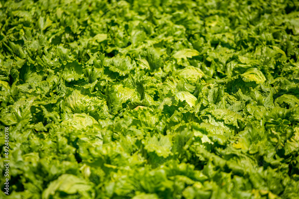 Obraz premium Varias Lechugas en una huerta