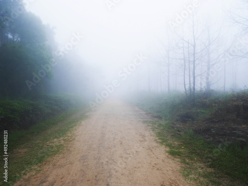 View landscape forest jungle on mountain in Phu Kradueng National Park with plant tree and mist fog while raining in winter season for thai people travelers trailing hiking camping in Loei, Thailand