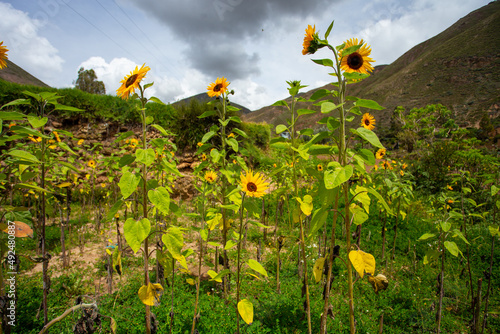 Muchos girasoles en campo con fondo de monta  as. Concepto de Flores.