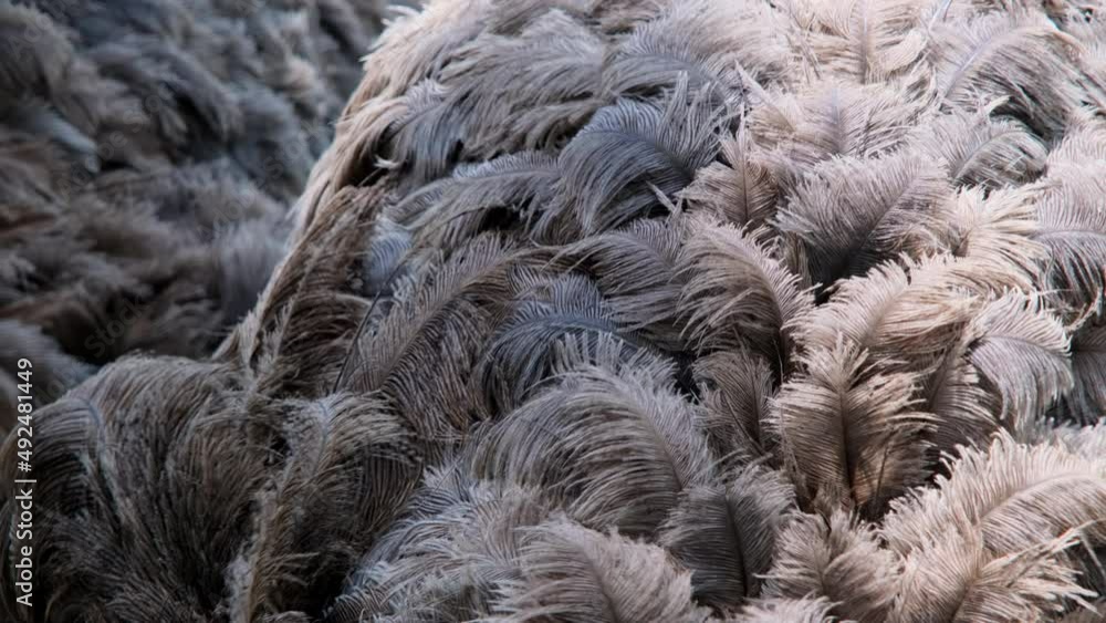 Close up of Ostrich feathers. Ostrich at the zoo on a warm summer day. Close up of Ostrich feathers. Ostrich at the zoo on a warm summer day.