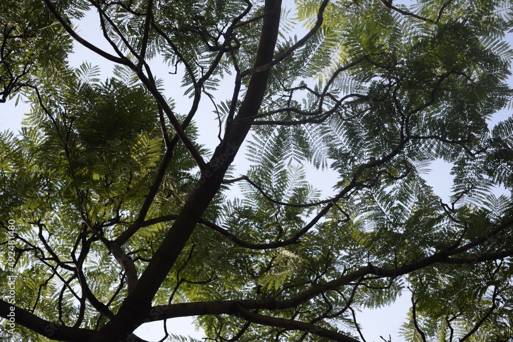 Fototapeta premium Ramas y hojas de árbol 