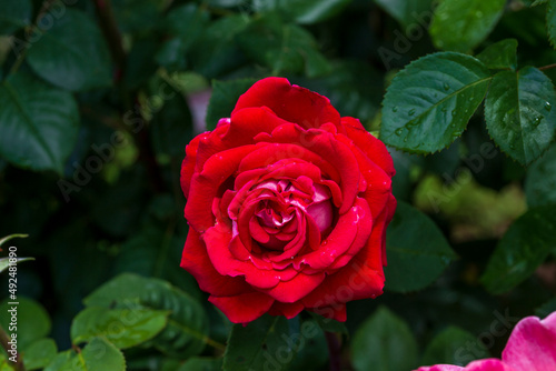 Bush of roses on bright spring day. Red rose flower bloom on a background of blurry red roses in a roses garden.
