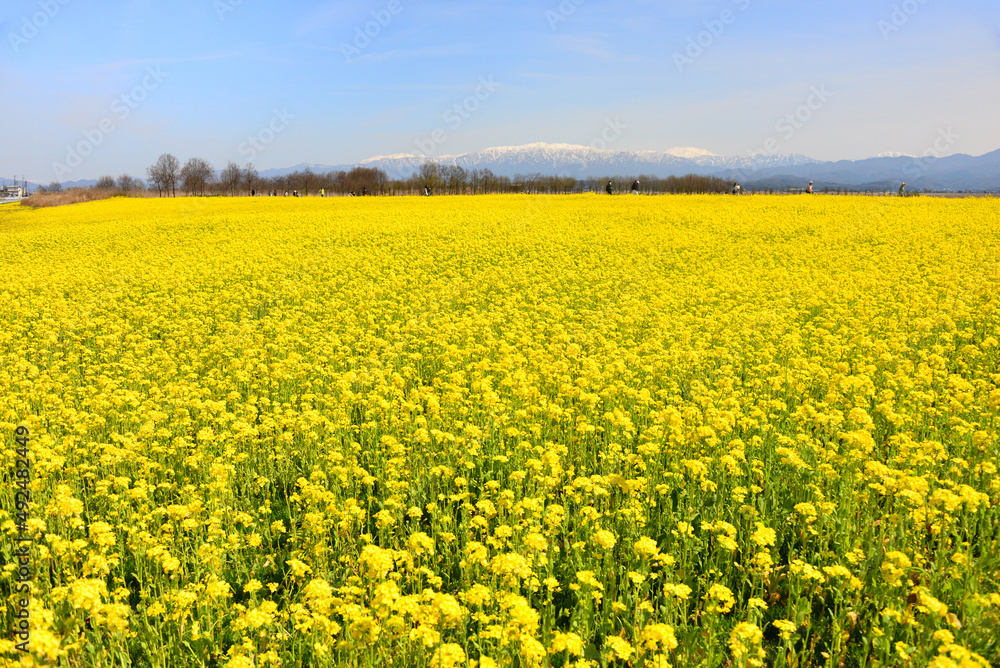 福島潟の菜の花畑 福島潟の菜の花畑
