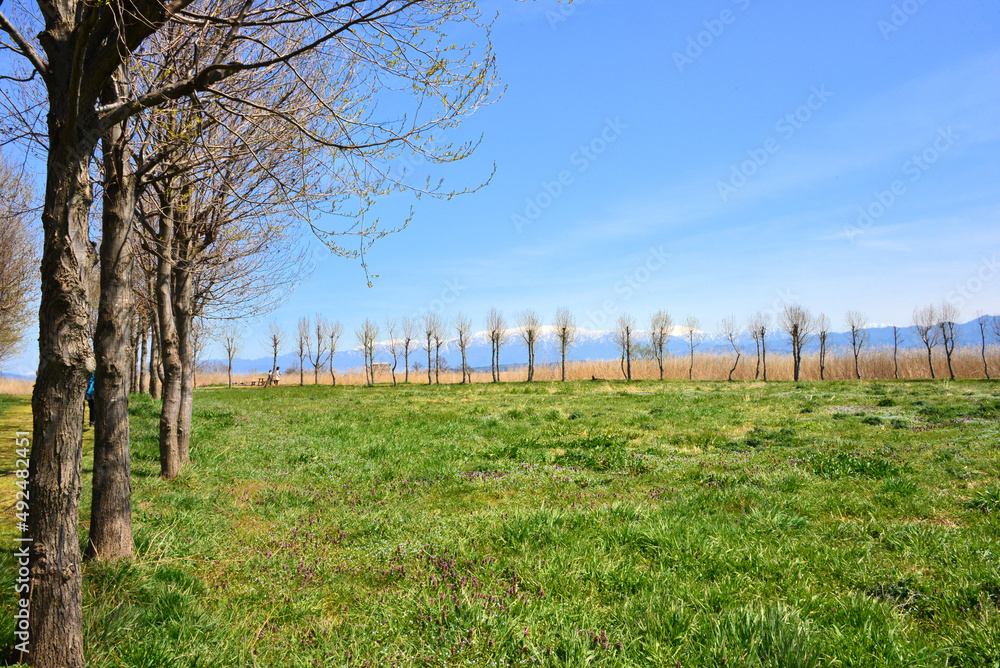 Fototapeta premium 福島潟の並木