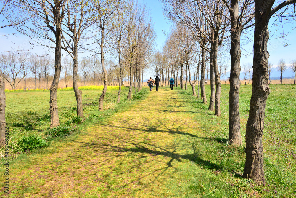 Obraz premium 福島潟の並木道