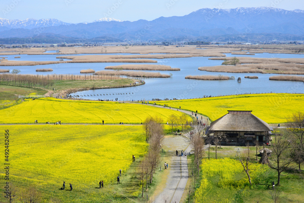水の公園福島潟の菜の花畑 Stock Photo Adobe Stock