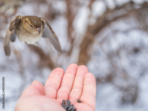 Sparrow eats seeds from a man s hand