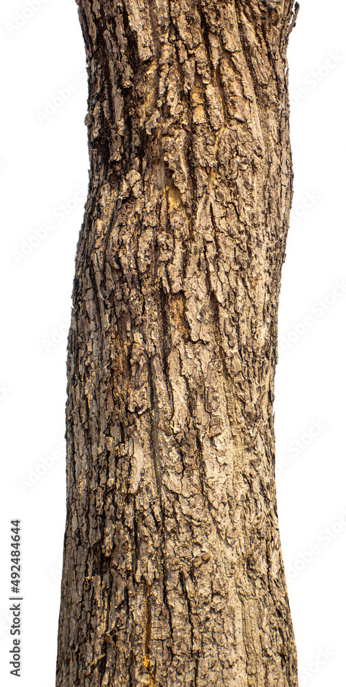 Trunk of a Tree Isolated On White Background Trunk of a Tree Isolated On White Background