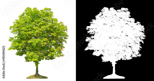 Tree on transparent picture background with clipping path, single tree with clipping path and alpha channel on black background