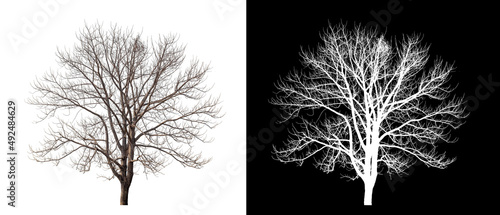 Valokuva Dead Tree on transparent picture background with clipping path, single tree with
