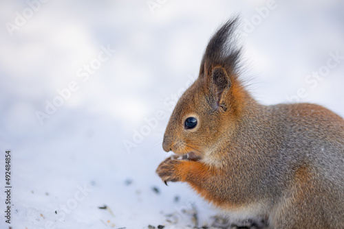Close-up portrait of squirrel. Squirrel sits in snow and eats nuts in winter snowy park. Winter color of animal. High quality photo