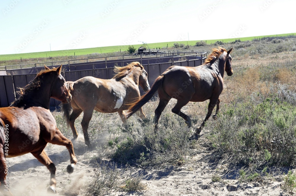 Obraz premium Horses
