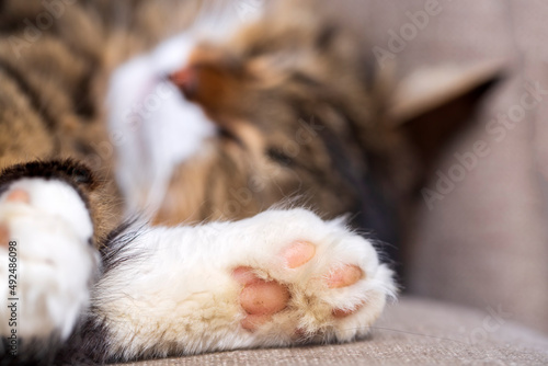 Paw of cute sleeping tabby cat