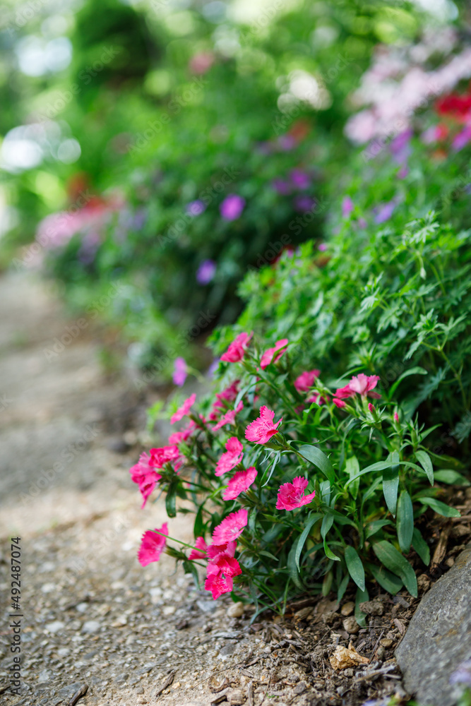 Fototapeta premium Pink or magenta dianthus flowers in bloom on a flower bed border lining a sidewalk in spring