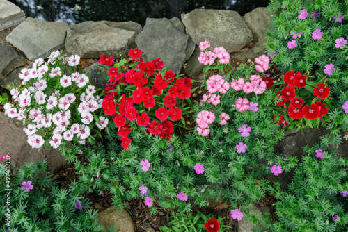 Beautiful pink, red and white dianthus flowers and purple perennial geraniums in bloom in a rock garden bordering a small pond