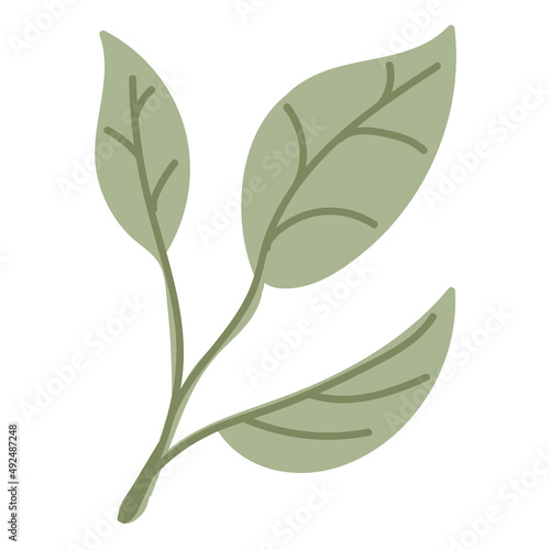 Leaf vector. Collection of leaves
