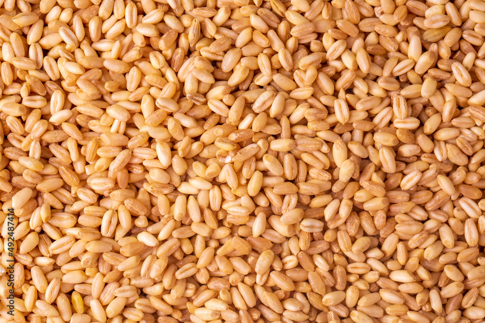 Organic wheat grains processed as agricultural background. Organic wheat grains processed as agricultural background.