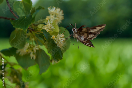 Ein Schmetterling in Lindenblüten auf Nahrungssuche