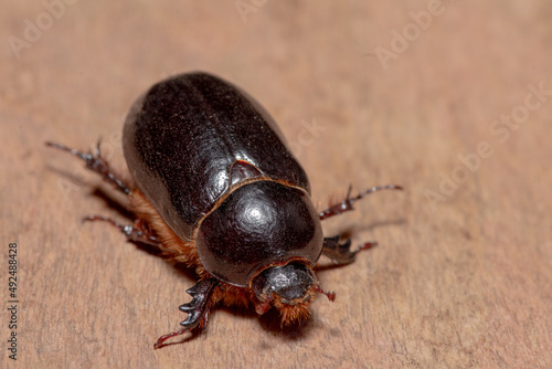 Escarabajo chileno llamado Gusano balanco de las praderas, en la region del Ñuble, Chile