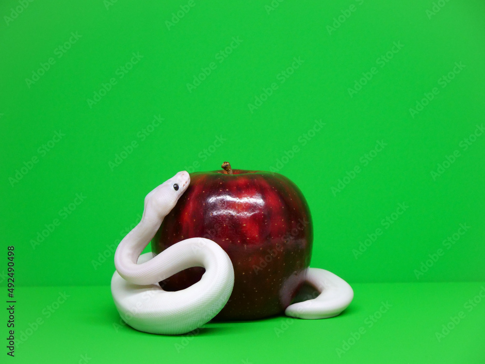 Foto 禁断の果実