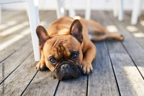 Ive had a bit of a ruff day. Shot of an adorable dog resting outdoors. © Chanelle M/peopleimages.com