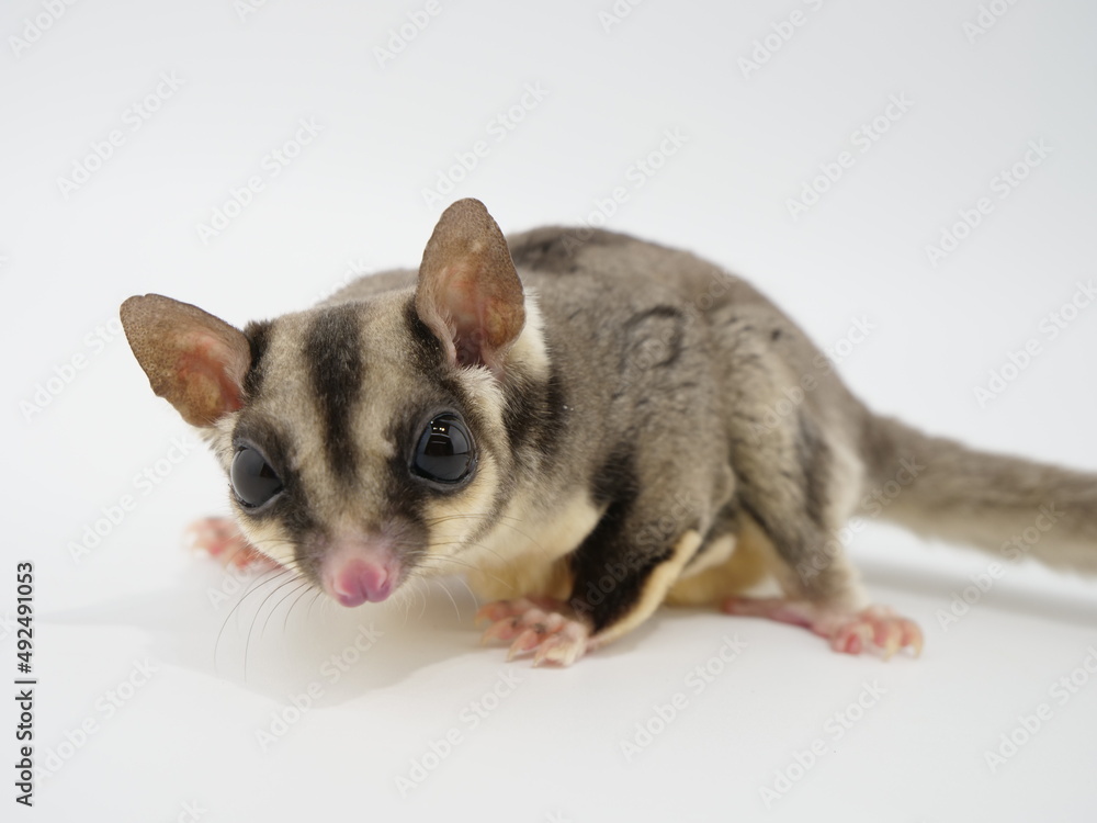 Obraz premium 1匹のフクロモモンガ