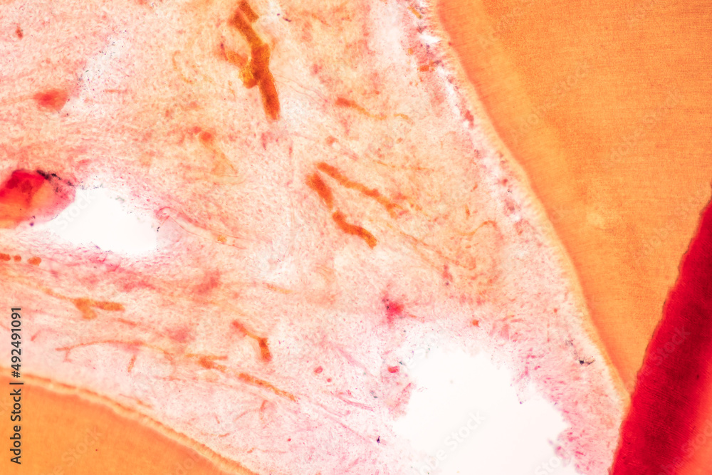 Fototapeta premium Tooth development from human under microscope view for education. 