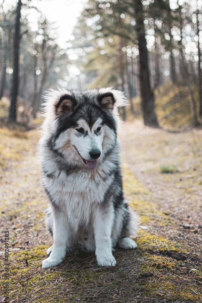Young Malamute boy sitting on a forest path. Fluffy adorable Northern breed dog in Kampinos National Park, Poland. Selective focus on the details, blurred background.