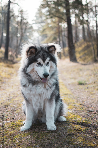 Young Malamute boy sitting on a forest path. Fluffy adorable Northern breed dog in Kampinos National Park, Poland. Selective focus on the details, blurred background.