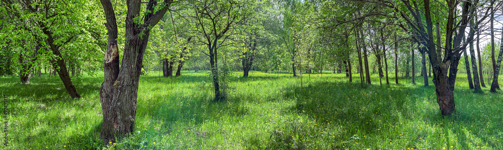 panoramic view of the beech trees in the spring forest at sunny day panoramic view of the beech trees in the spring forest at sunny day