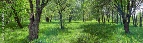 panoramic view of the beech trees in the spring forest at sunny day