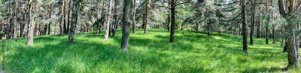 beautiful panorama of the pine forest in summer sunny day beautiful panorama of the pine forest in summer sunny day