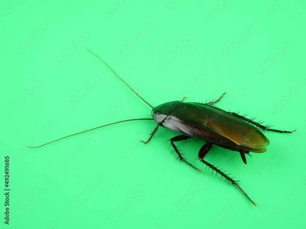 斜めから見たクロゴキブリ 斜めから見たクロゴキブリ