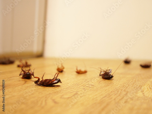 フローリングの上で死んでいる複数のゴキブリ