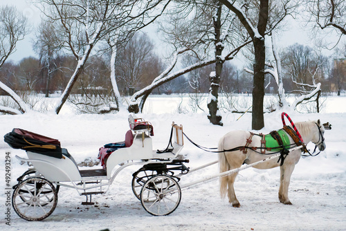 A white horse harnessed to a vintage white carriage. A winter fairy tale with a horse and cart. © maestrovideo
