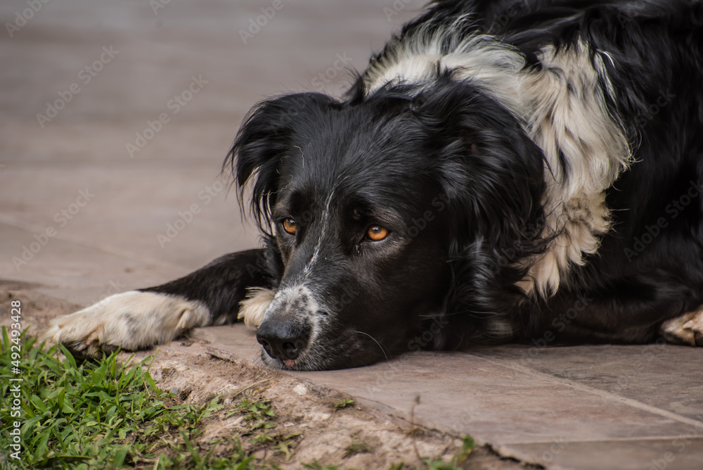 border collie dog looking at the horizon border collie dog looking at the horizon
