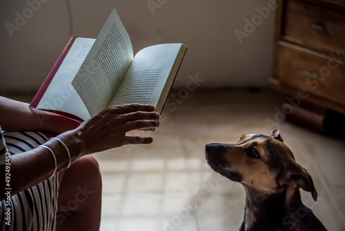 small dog watching his owner reading a book