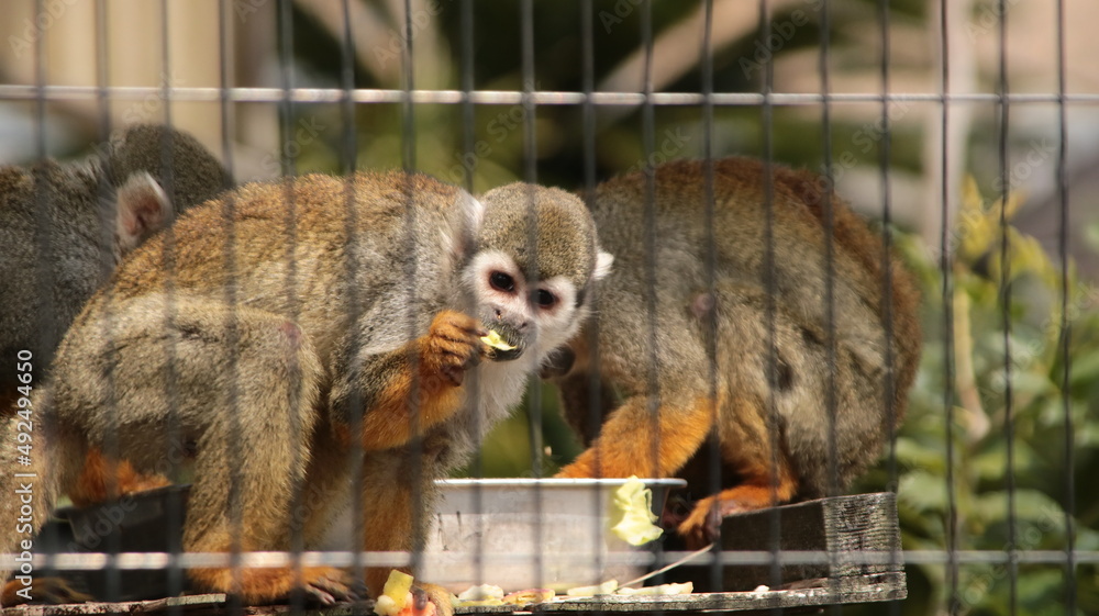 Obraz premium ｚｏｏ