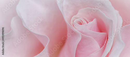Pale pink white rose flower. Macro flowers background for holiday design