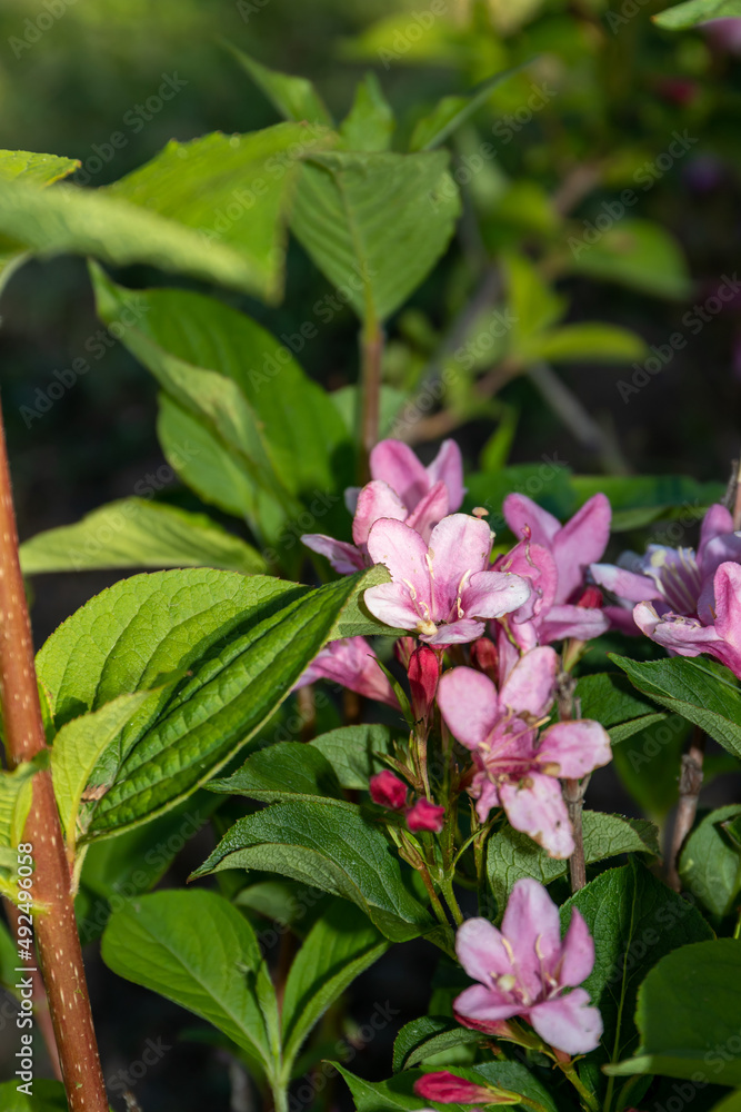 Pink flowers on a bush of Japanese Weigela (lat. Weigela) - a genus of shrubs of the Honeysuckle family (Caprifoliaceae)