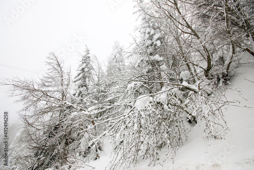 Pine trees in the forest wi...