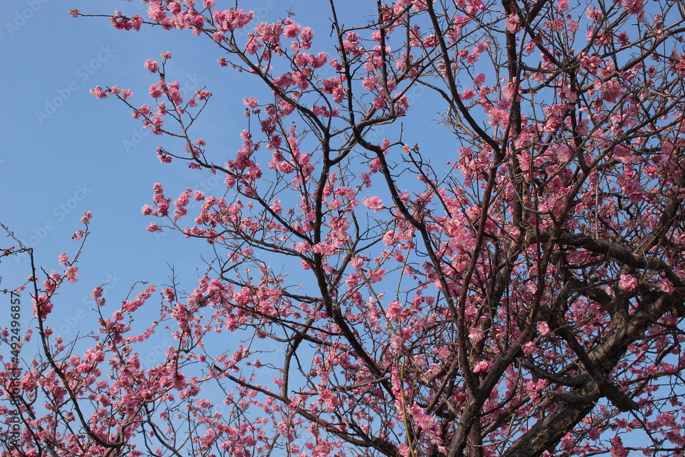 ピンク色の梅の花