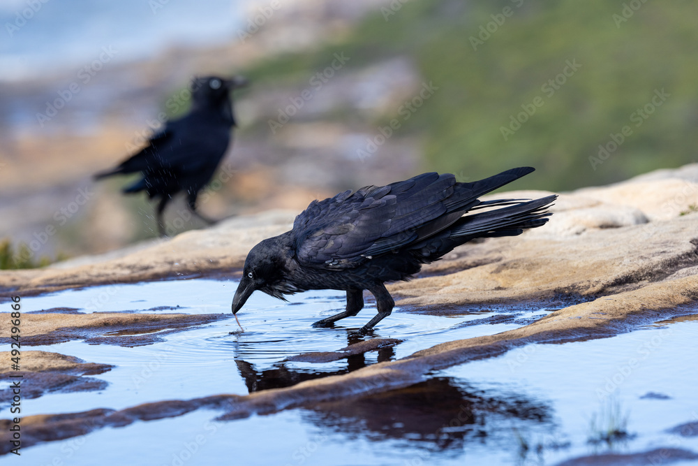Fototapeta premium Australian Raven feeding on worms in pool of water