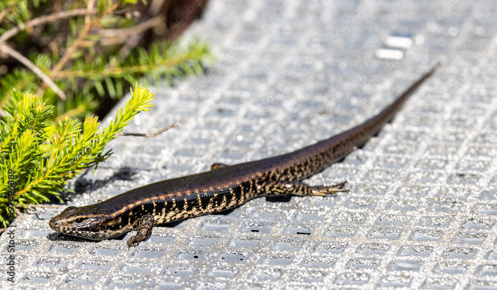 Eastern Water Skink basking on Australian National Park Walkway Eastern Water Skink basking on Australian National Park Walkway