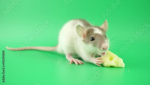 夢中でチーズを食べるラット