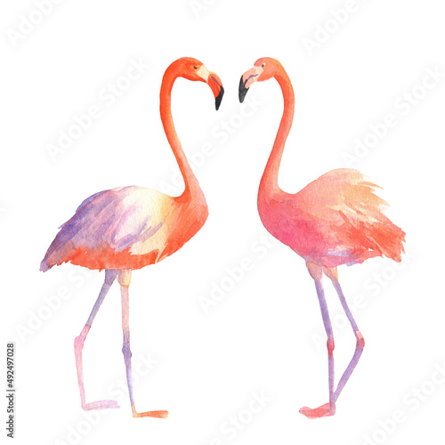 Watercolor illustration of two flamingos isolated on white background. Hand drawn pink tropical bird flamingo