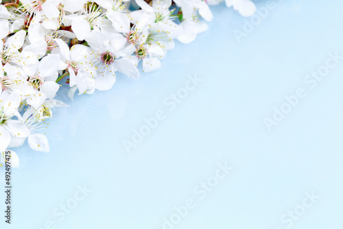 Spring banner, branches of blossoming fruit tree branch on blue background. Many flowers, copy space border banner.