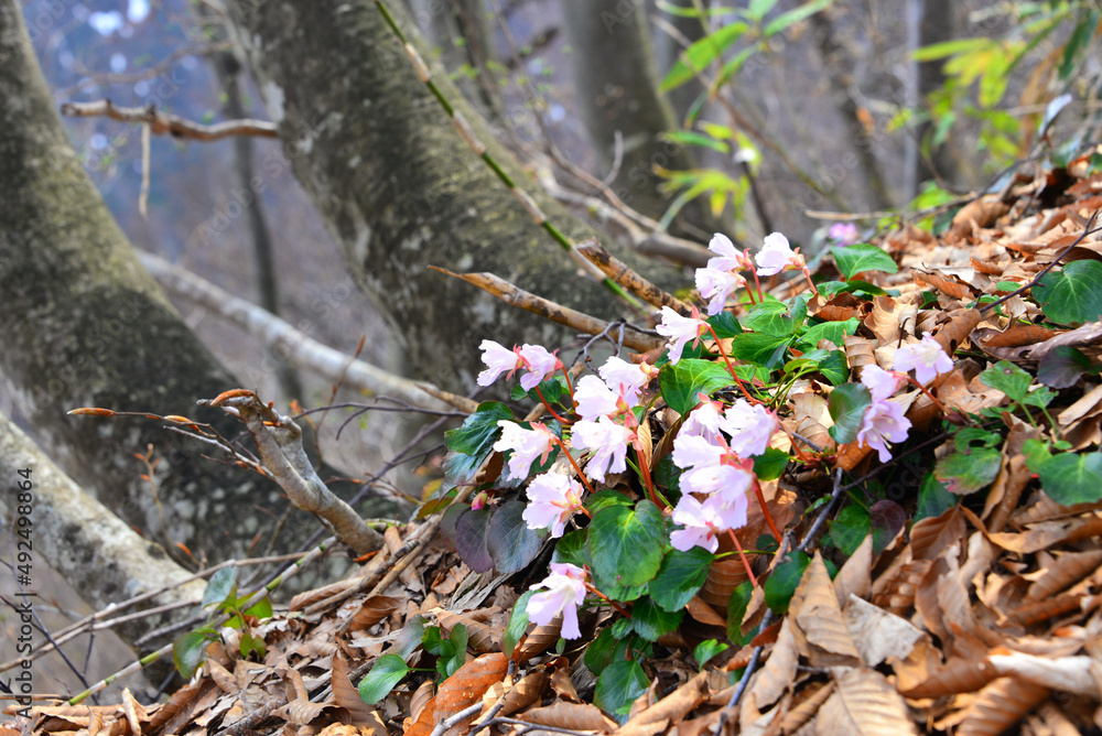 イワウチワの花 イワウチワの花