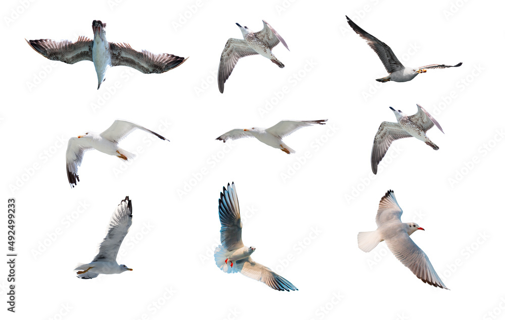 Fototapeta premium Various seagulls species isolated white background